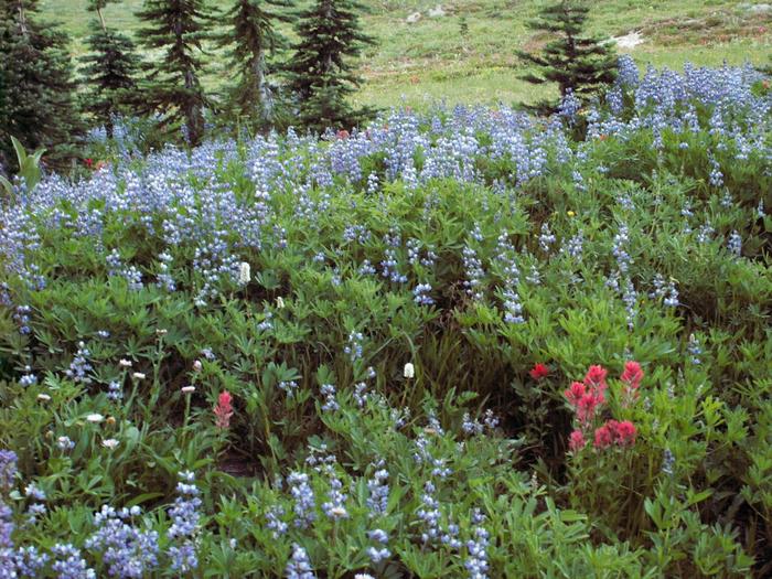 The wildflowers were amazing! The wildflowers were amazing!