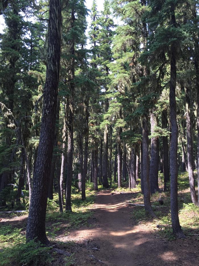 Moss. Trees. Shade! Moss. Trees. Shade!