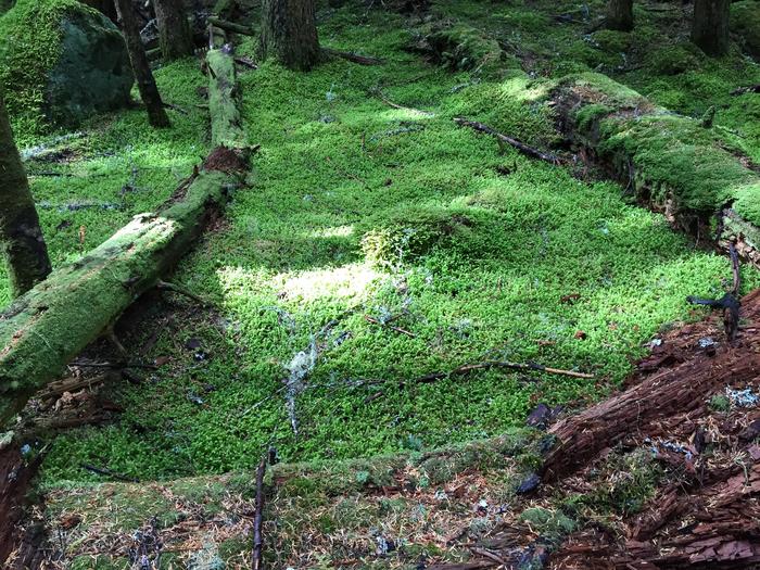 Beautiful moss Beautiful moss