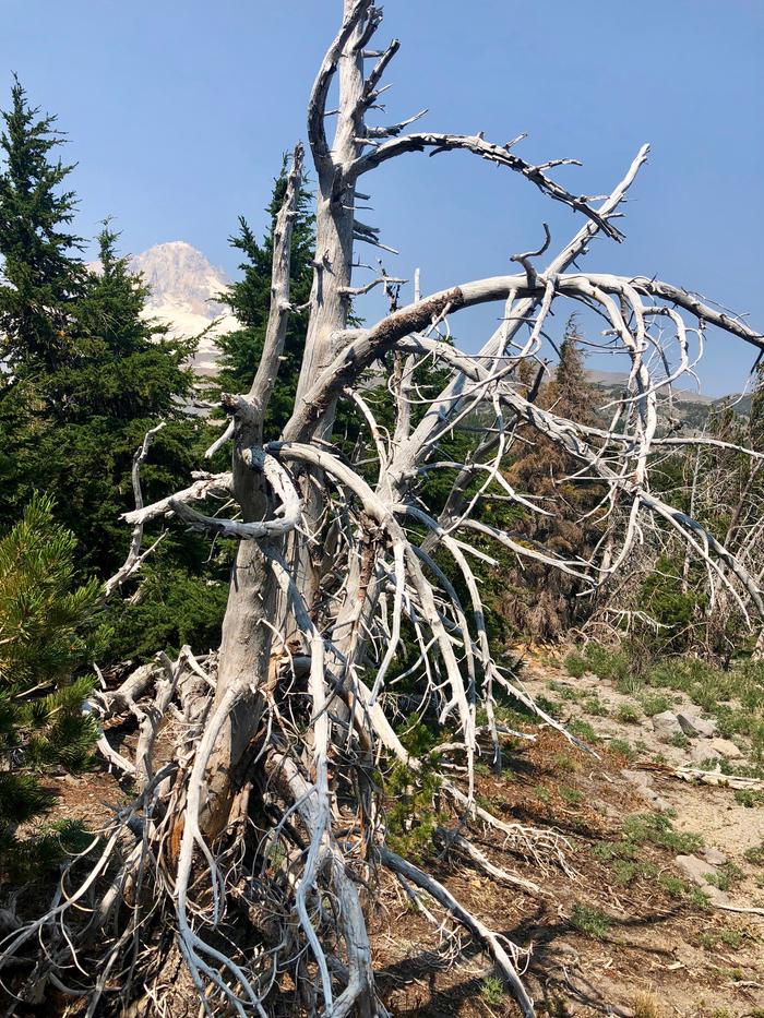 This is one of the gnarly trees we saw along the trail as we got closer to our destination. This is one of the gnarly trees we saw along the trail as we got closer to our destination.